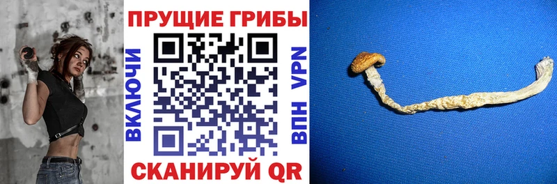 гидра ONION  Чухлома  Псилоцибиновые грибы Psilocybine cubensis  продажа наркотиков 